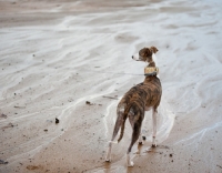 Picture of Whippet back view