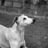 Picture of whippet, black and white picture 