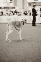 Picture of Whippet carrying out obedience test at Crufts 2012