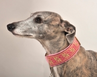 Picture of Whippet dog headshot in studio