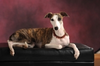 Picture of Whippet dog laying on black leather seat