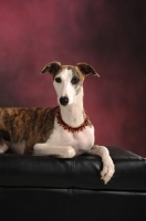 Picture of Whippet dog laying on black leather seat