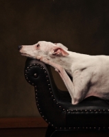 Picture of Whippet dreaming on sofa