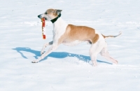 Picture of whippet, fast racedog in snow