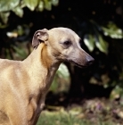 Picture of whippet from shalfleet kennels, near greenery, head study