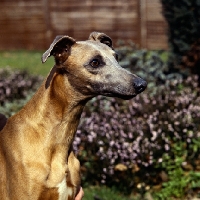 Picture of whippet from shalfleet kennels in garden, head study