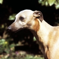 Picture of whippet from shalfleet kennels