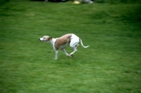 Picture of whippet galloping hind legs in air