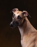 Picture of Whippet head study on brown background