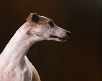 Picture of Whippet head study