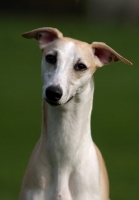 Picture of Whippet head study