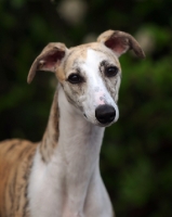 Picture of Whippet head study