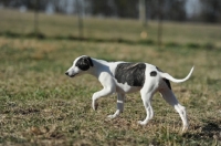 Picture of Whippet hunting in field