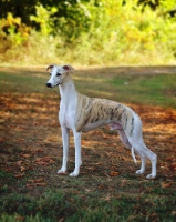 Picture of Whippet in autumn