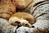 Picture of whippet in bed