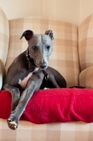 Picture of Whippet in chair