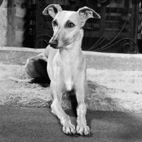 Picture of whippet in house