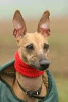 Picture of Whippet in jacket