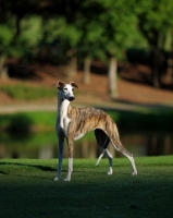 Picture of Whippet in park
