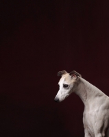 Picture of Whippet in studio