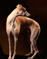 Picture of Whippet in studio