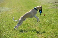 Picture of Whippet jumping for mice with toy in mouth