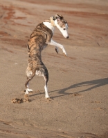 Picture of Whippet jumping up