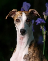 Picture of Whippet looking at camera, portrait