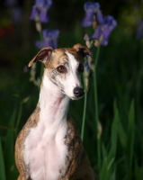 Picture of Whippet looking at camera, with flowers in background