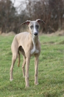 Picture of Whippet looking at camera