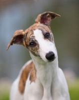 Picture of Whippet looking at camera