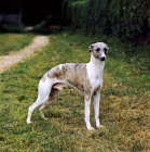 Picture of whippet looking at camera