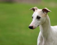Picture of Whippet looking away