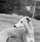 Picture of whippet looking back