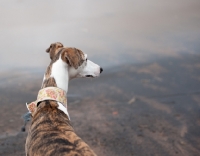 Picture of Whippet looking out over water