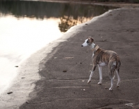 Picture of Whippet lookinh at water