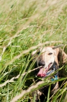 Picture of Whippet lying down in long grass after play