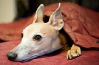 Picture of Whippet lying in bed