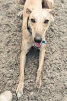 Picture of whippet lying on sand