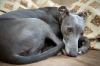Picture of Whippet lying on the couch