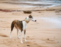 Picture of Whippet on beach