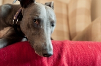 Picture of Whippet on blanket