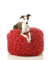 Picture of Whippet on red stool