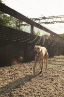 Picture of Whippet on track