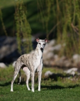 Picture of Whippet outdoors