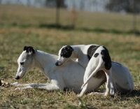 Picture of Whippet parent with puppy in field