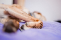 Picture of Whippet paws