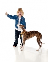 Picture of Whippet playing with child