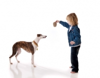 Picture of Whippet playing with child