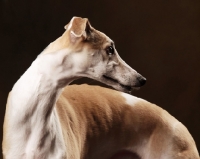 Picture of Whippet portrait in studio